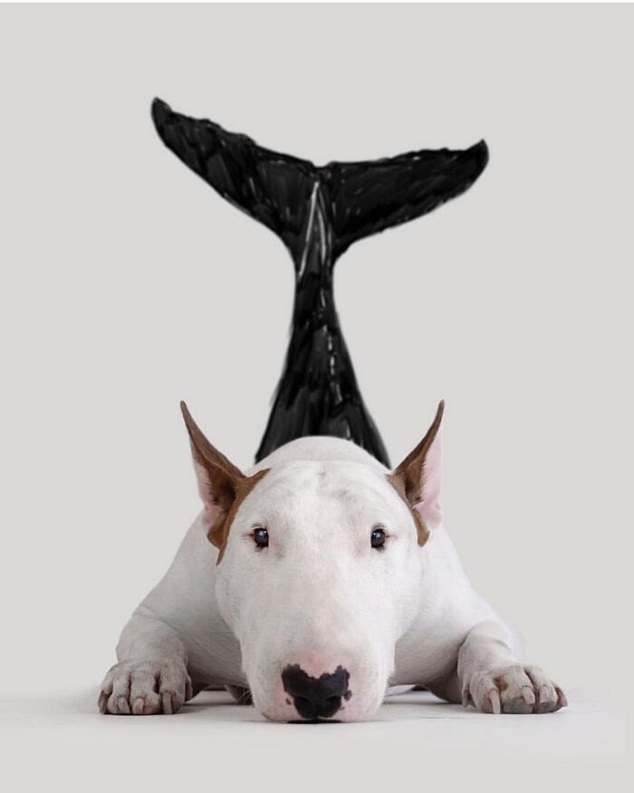 Bull Terrier, Cane, Razza, Cane proprietario, Comico' Tazza