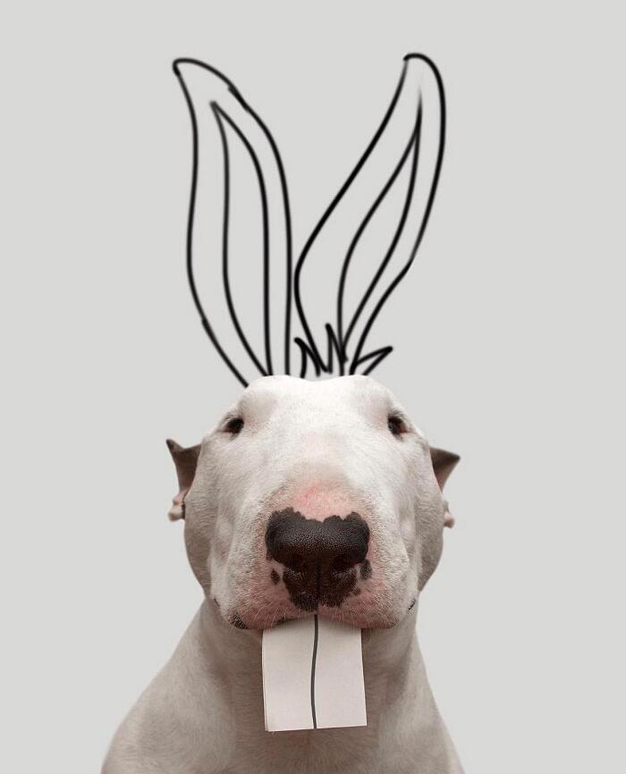 Bull Terrier, Cane, Razza, Cane proprietario, Comico' Tazza