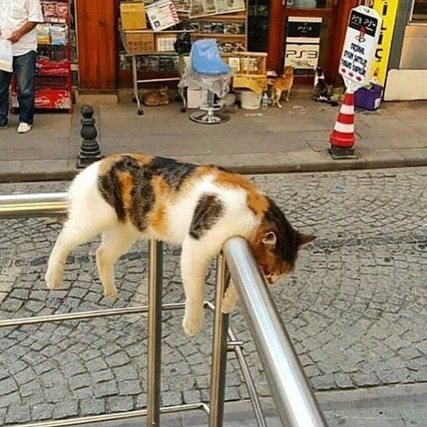 50 foto di gatti che dormono nei posti più strani