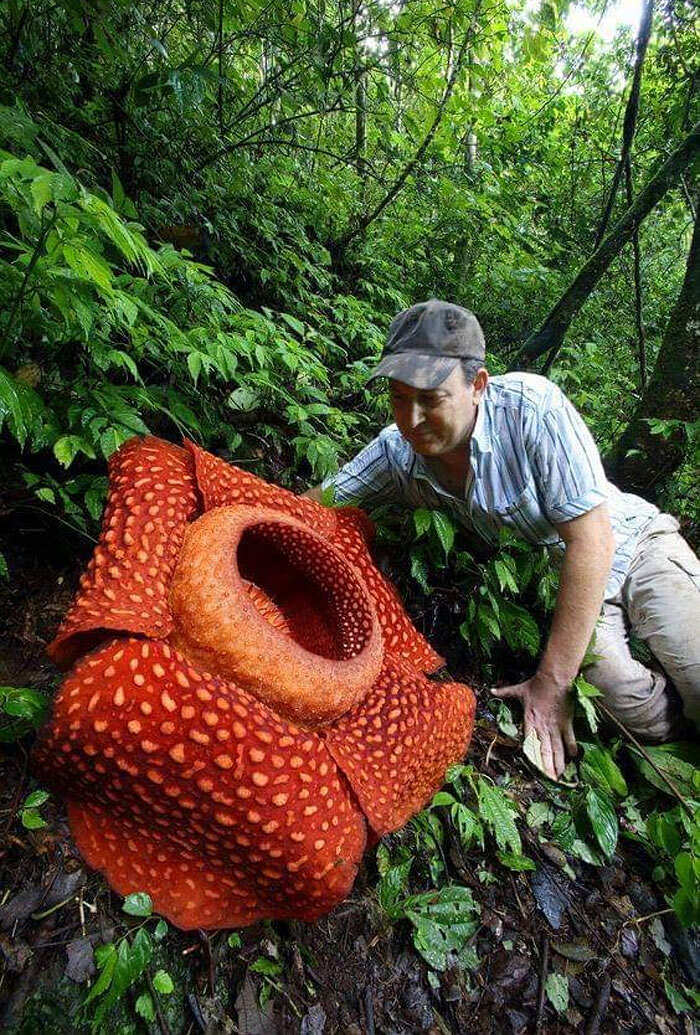 Fiore gigante (Rafflesia arnoldii), il più grande fiore del mondo, Borneo  Foto stock - Alamy