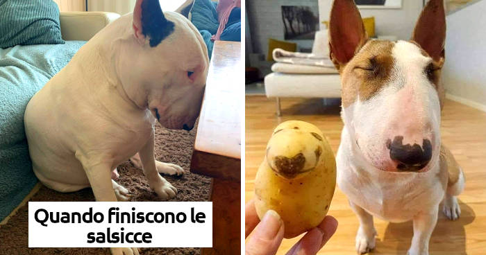 bull terrier muscoloso