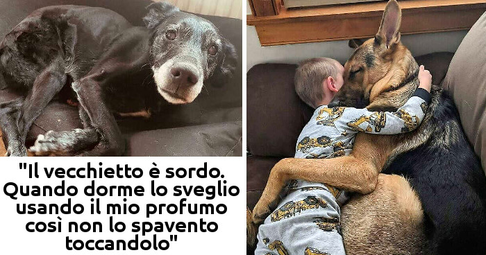 40 foto di cani adorabili che renderanno più bella la vostra giornata