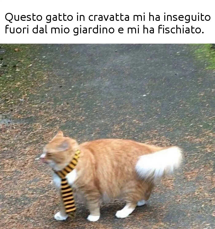 HO VISTO COSE STRANE, CHE SIANO MANGIABILI ??? Foto % Immagini animali,  animali domestici e da cortile, gatti Foto su fotocommunity