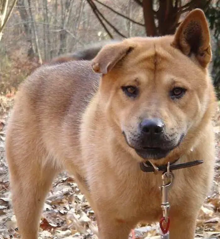 Chow chow clearance pitbull