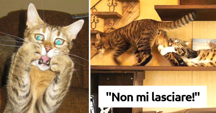 meme di un gatto scioccato