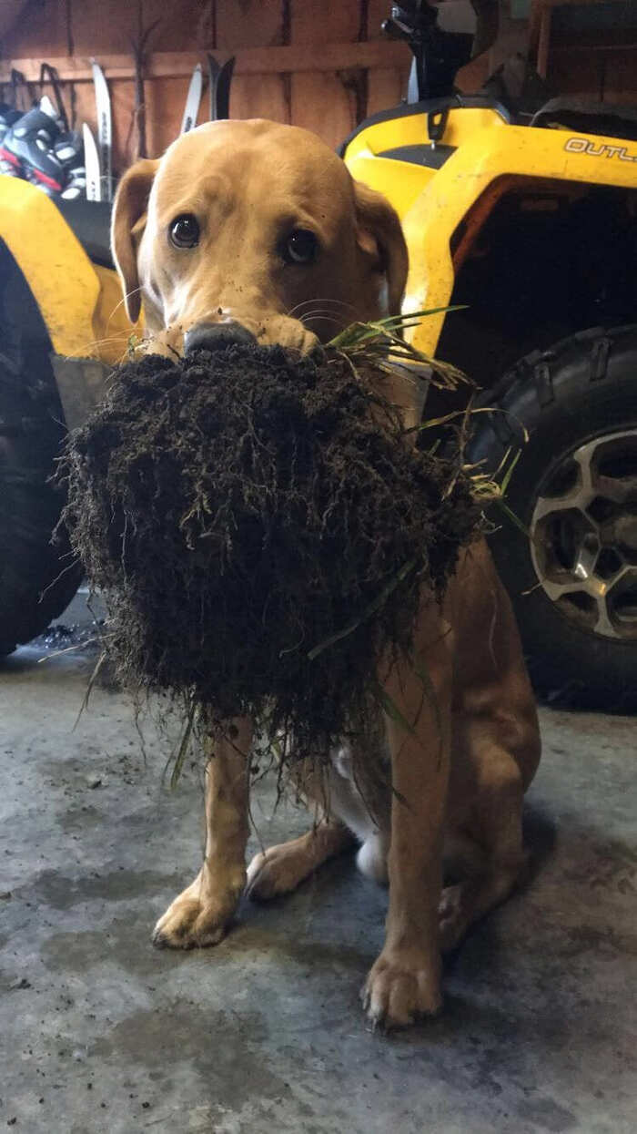 31 cani adorabili che fanno di tutto per guadagnarsi il titolo di bravo  ragazzo 🐶