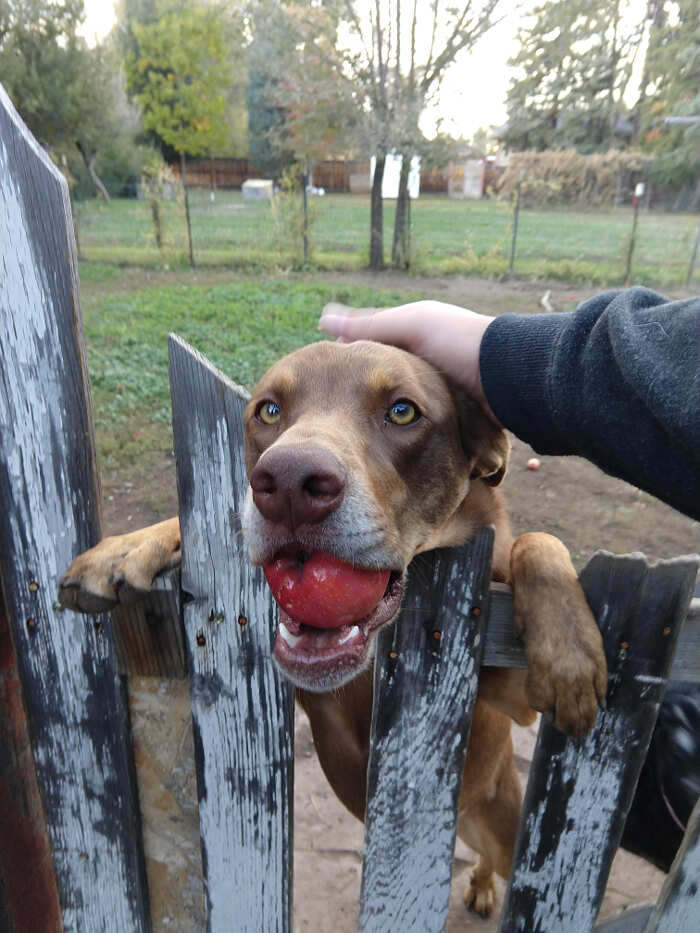 31 cani adorabili che fanno di tutto per guadagnarsi il titolo di bravo  ragazzo 🐶