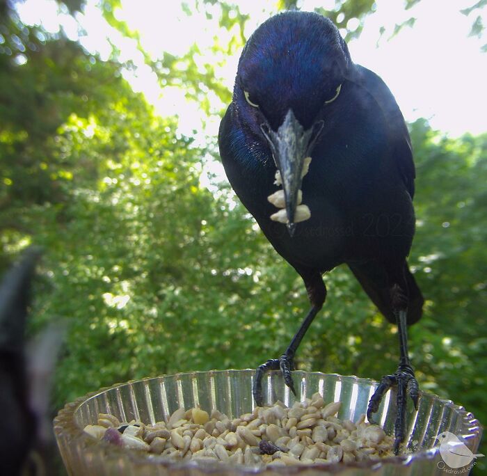 Mangiatoia per uccelli con telecamera opzionale
