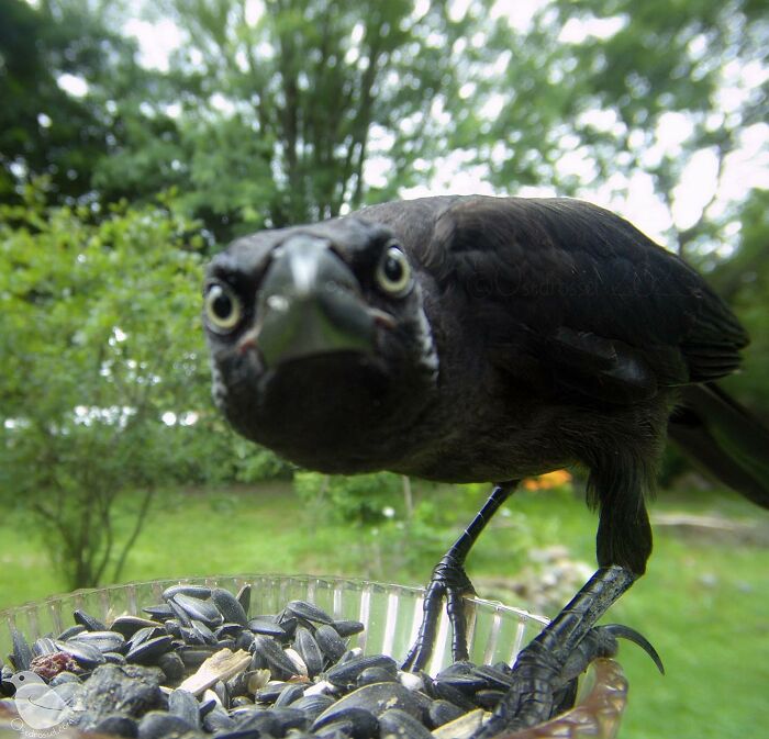 Mangiatoia per uccelli con telecamera opzionale