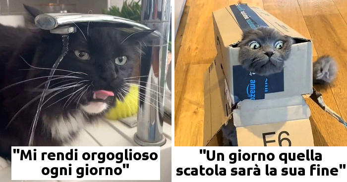 cani e gatti divertenti con didascalie