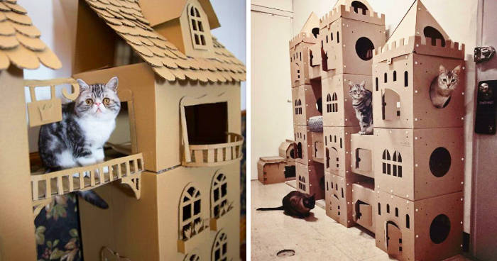 Costruisce in casa delle torri residenziali per i suoi gatti, un