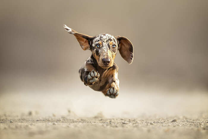 Fotografare i cani, 7 consigli della dog photographer per scattare  bellissime immagini - Pets 