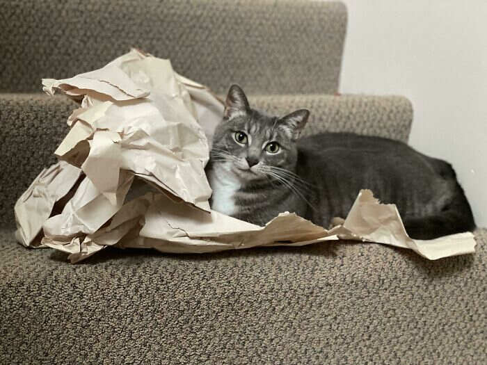 La trappola ha funzionato: 40 esilaranti foto mostrano come intrappolare  un gatto (nuove immagini)