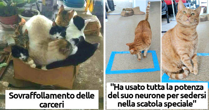 Trappole per Gatti: Sicure e Rispettose del Benessere Animale