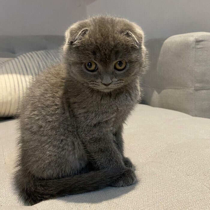 50 foto di Scottish Fold mostrano che questo gatto è uno dei più carini ...