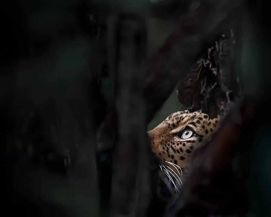 Foto animali selvatici vincitori Artist Gallery Awards 2024 - Wildlife