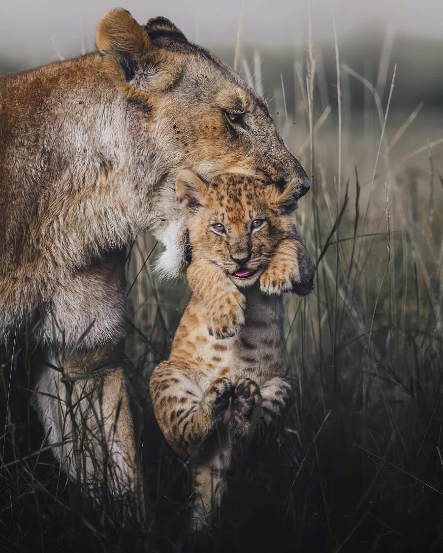 Foto animali selvatici vincitori Artist Gallery Awards 2024 - Wildlife