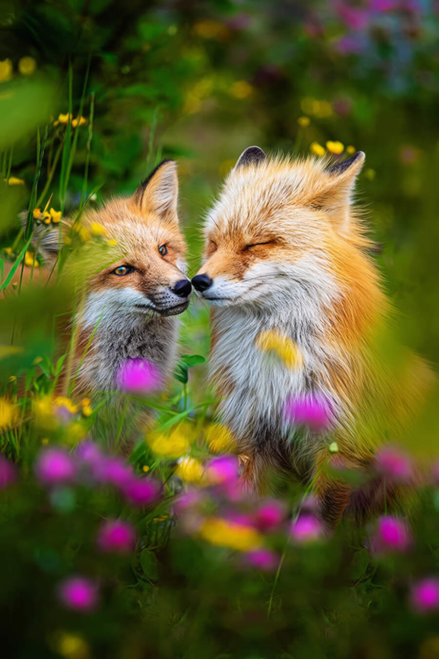 Foto animali selvatici vincitori Artist Gallery Awards 2024 - Wildlife