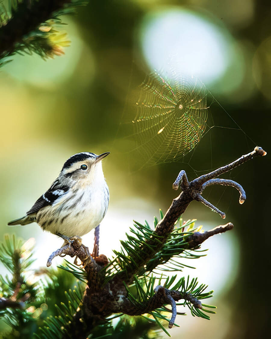 Foto animali selvatici vincitori Artist Gallery Awards 2024 - Wildlife